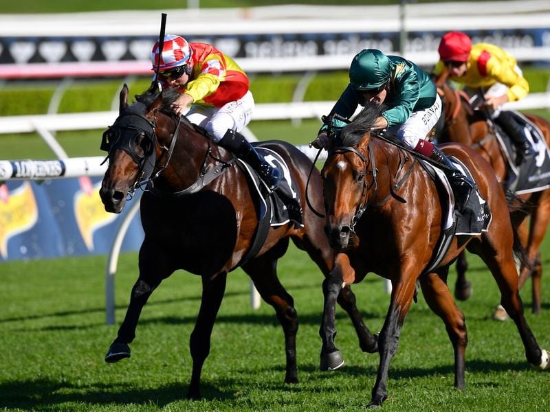 Glenfiddich (l) 2nd to King's Legacy in the G1 Champagne, will be set for the Caulfield Guineas. glenfiddich (left)