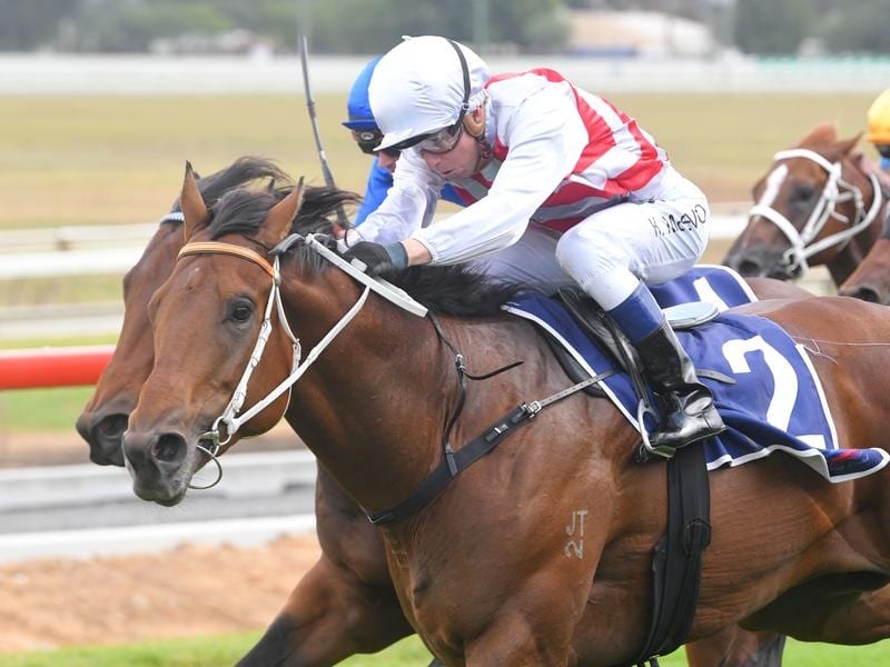 Graff could still head to Qld and the Stradbroke Handicap if he performs well at Rosehill. graff