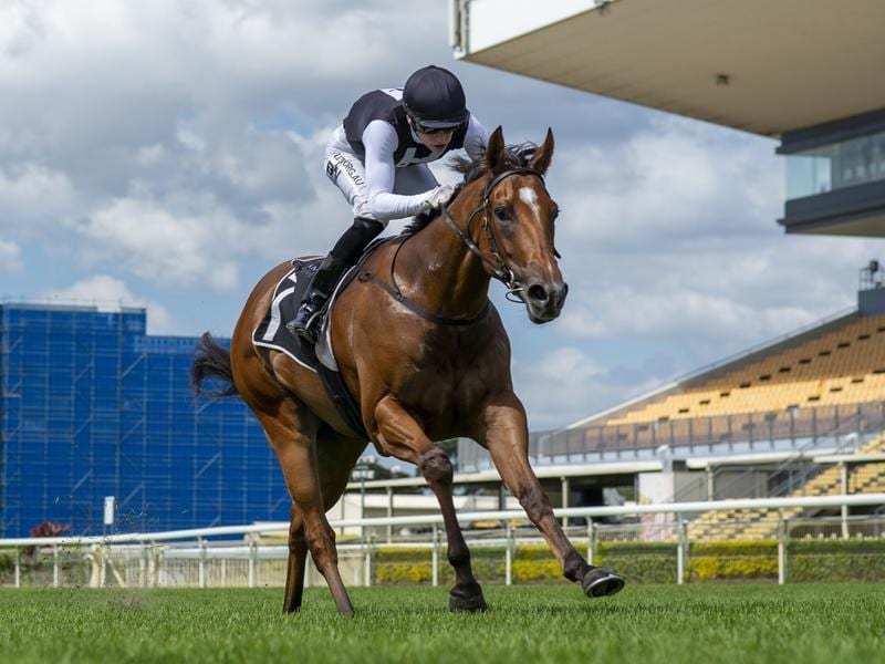 Impressive debut winner Isotope will take on some more experienced rivals at the Sunshine Coast. isotope