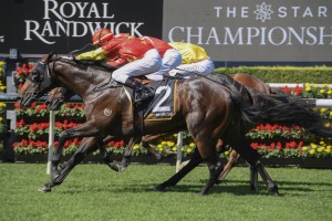 Untamed, above, is set to back up in the Champagne Stakes after winning the Fernhill Mile at Randwick. Photo by Steve Hart.
