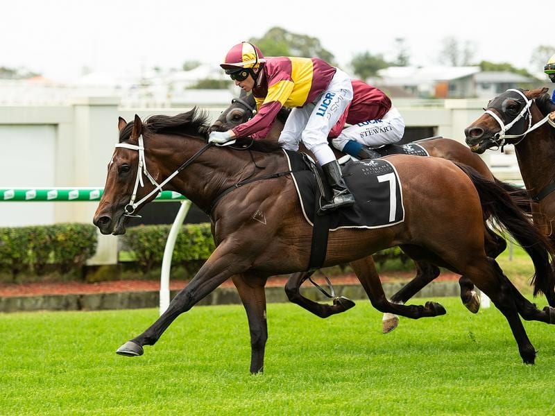 The Jack Duncan-trained Magnufighter gets the chance to step up in distance again at Doomben. magnufighter