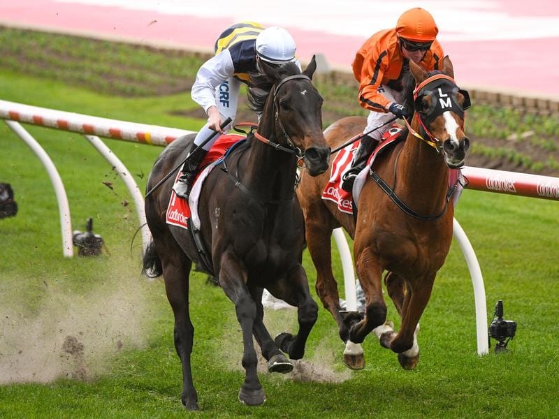Romancer (left) is set for another winter campaign for trainer Grahame Begg. Romancer poised for another winter campaign