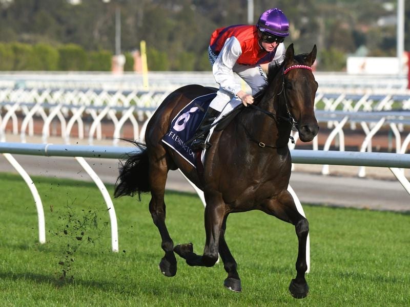 King Of Hastings returns to racing in the Furphy's Dash.