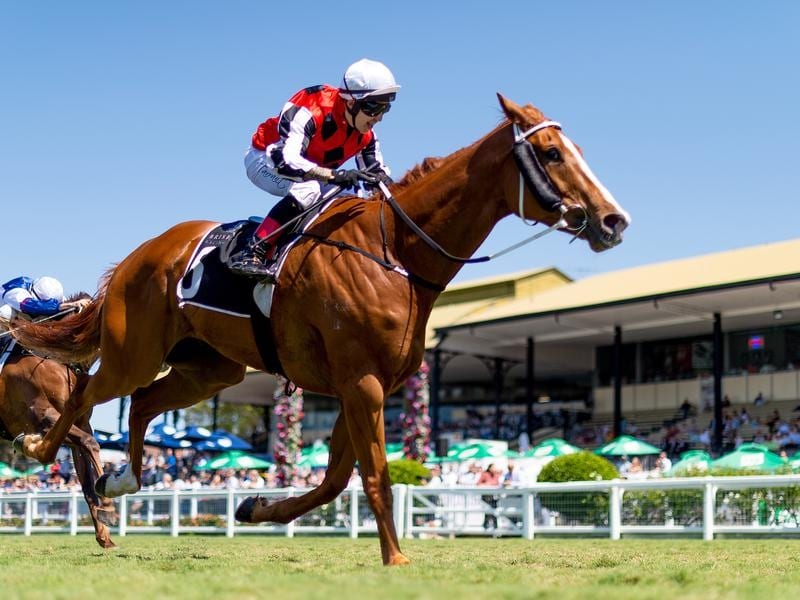 Fighting Teo will work his way towards the Tattersall's Cup. fighting teo