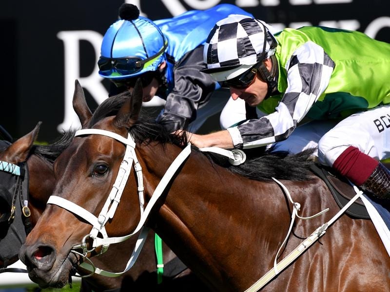 Import Yonkers is building an impressive record for trainer Chris Waller with more wins to come. Yonkers wins at Randwick.