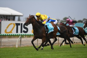 Vega One, above, is one of the main chances in the 2020 The Stradbroke Handicap at Eagle Farm. Photo by Steve Hart.
