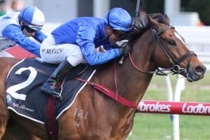 Trekking, above, is one of the top chances in the 2020 The Goodwood at Morphettville. Photo by Ultimate Racing Photos. 