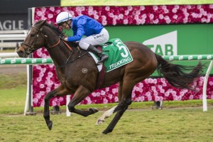 Trekking, above, is the favourite for the 2020 The Stradbroke Handicap at Eagle Farm. Photo by Steve Hart.