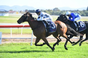 Irithea, above winning at Hawkesbury last year, was in the winner's stall again at Rosehill after winning the Dark Jewel Classic. Photo by Steve Hart,.