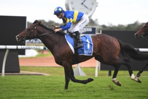 Dawn Passage, above, is the favourite for the 2020 The Stradbroke Handicap at Eagle Farm. Photo by Steve Hart.