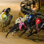 Philidelphia Pip (8) took out the last heat of the night.