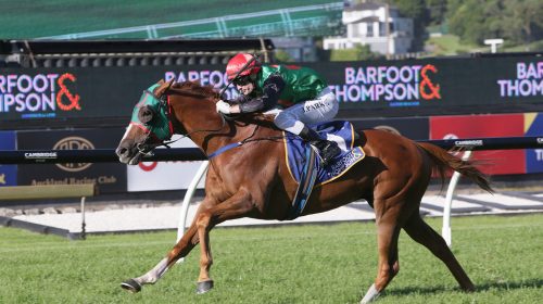 Ocean-Billy-a-8569-1-scaled-1-500x280.jp