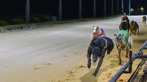 Cranbourne-Greyhound-Racing-Club-500x280