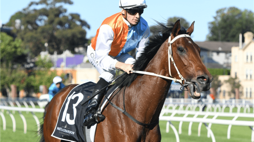 Horse-montefilia-156395-750x500-1-500x28