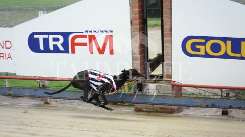 Graham-Jose-Greyhound-2-500x280.jpg