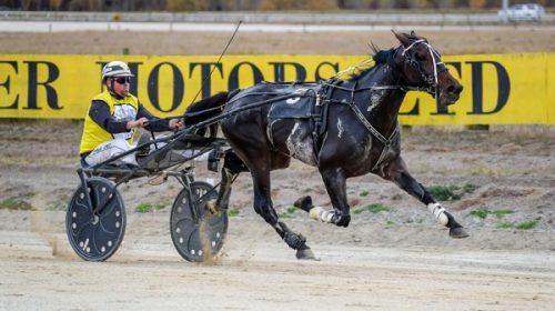 Kowhai-sunset-mark-jones-blog-image__Res
