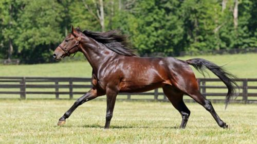 Bettors-Wish-paddock__ResizedImageWzYwMC