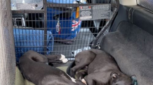 Sambar-Chief-and-St-Marys-Panda-double-1