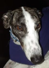 Revolution-the-greyhound-203x300-1-203x2