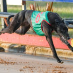 Lala Kiwi takes out the opening Cranbourne Classic heat in 30.04sec.