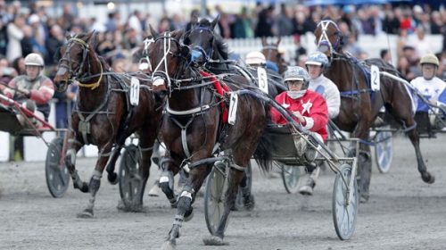 south-coast-arden-blog-image-harness-jew