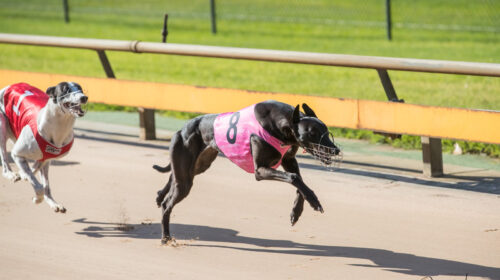 Bareki-takes-out-the-2021-Healesville-Oa