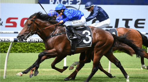 Horse-anamoe-161365-750x500-1-500x280.pn