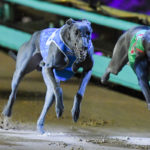 Kayla's star sprinter Fernando Bluey (6) was pipped on the finish line by the great Tommy Shelby (4) in the 2021 Group 1 TAB Australian Cup