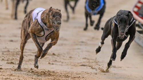 The-Mark-Delbridge-trained-Christo-Bale-