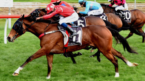 CEST-UNE-STAR-at-Tauranga-Kenton-500x280