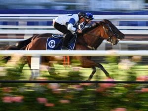 Melbourne Cup not about celebs: premier