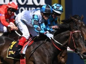 Amphitrite favourite for G1 Empire Rose