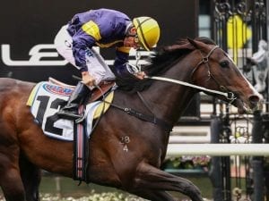 Grunt in line for Turnbull clash with Winx