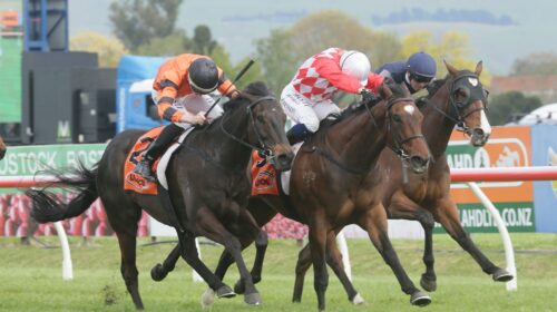 Hypnos-white-cap-Red-Badge-Spring-Sprint
