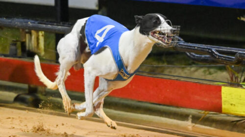 Koblenz-was-too-good-in-the-Cranbourne-C