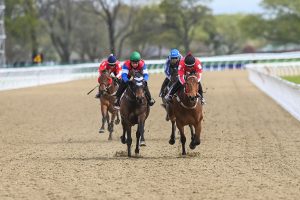 Polytrack surface at Riccarton