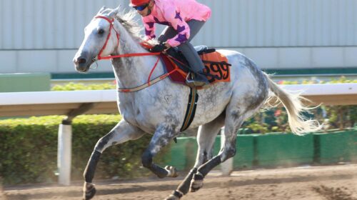 20211112-ST-Hot-King-Prawn-IMGL6558sk-sc