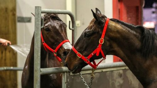 Classie-Brigade-Henry-Hubert-stalls-blog