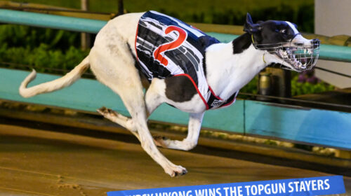 Gypsy-Wyong_caption-1024x683-1-500x280.j