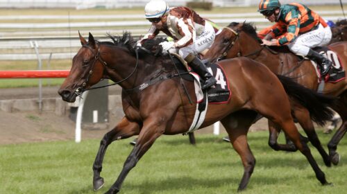 Levante-Counties-Bowl-21.11.2020-Pukekoh