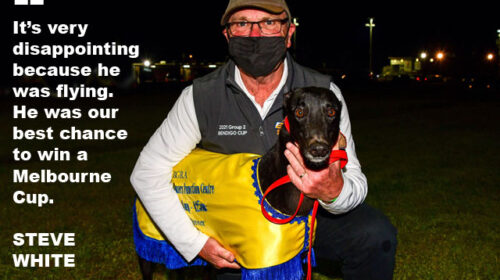 Paua-Of-Buddy-with-trainer-Steve-White-5