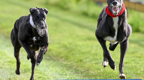 Sambar-Chief_coursing_caption-1024x683-1