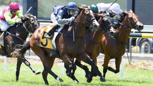 VIGOR-WINNER-TARANAKI-2-2-2019-RACE-IMAG