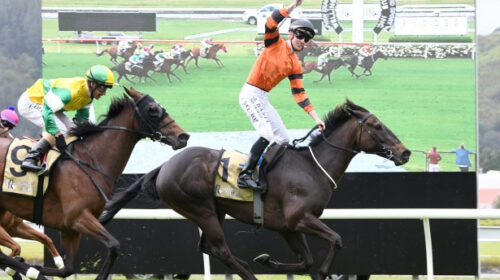 captain-cook-stakes-rock-on-wood-500x280