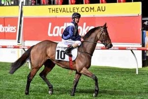 Viddora at Moonee Valley