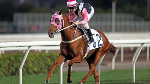 20211205-BeautyJoyLeadPic-scaled-1-500x2