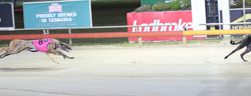 Aussie-Secret-Hobart-Thousand-race-pic-5