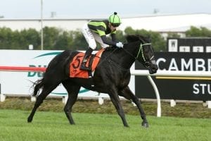 Pakenham Cup in the sights of Our Big Mike