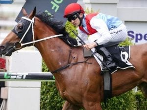 Ardoyne Road sent to paddock and out of Magic Millions race