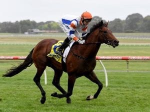 Caulfield race next on Vinland's agenda